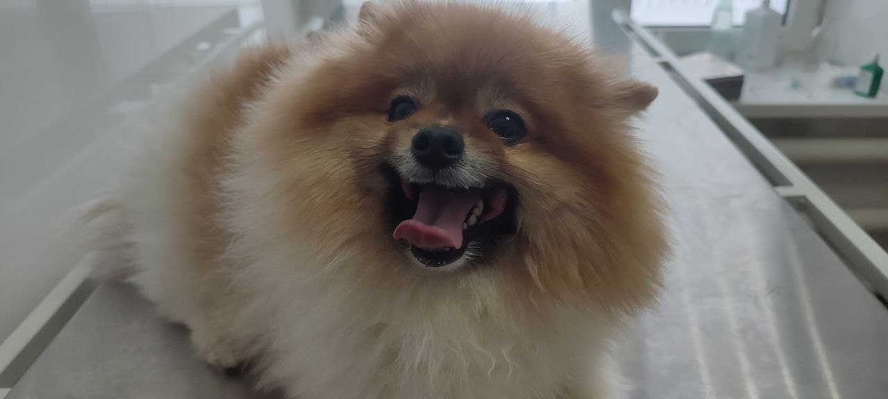 Саратовские ветеринары вылечили четвероногого любителя лакомств от аллергии